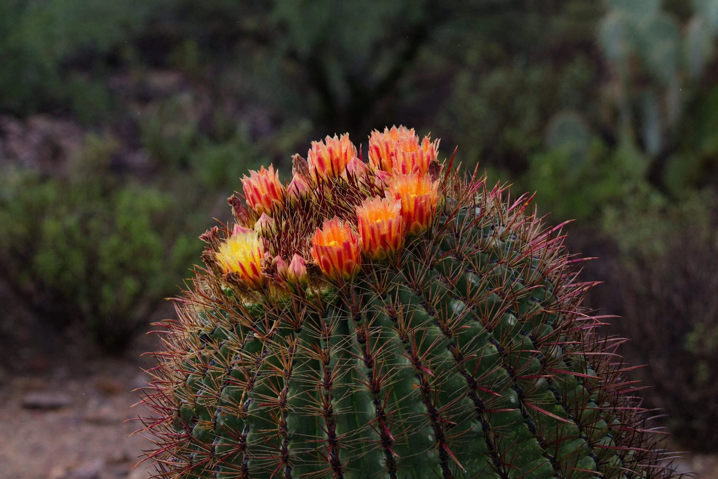 flower_1 (1).jpg
