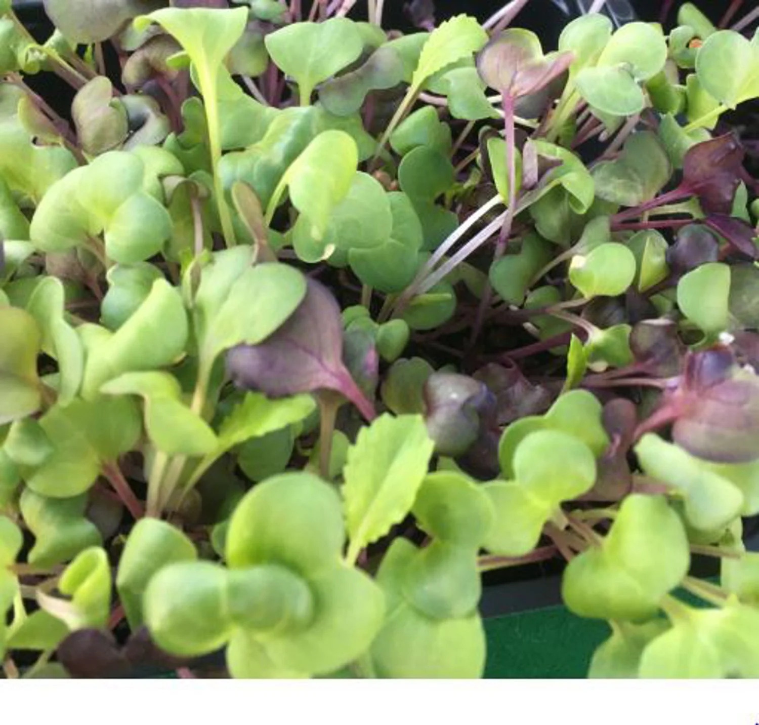 Confetti Radish-9.JPG