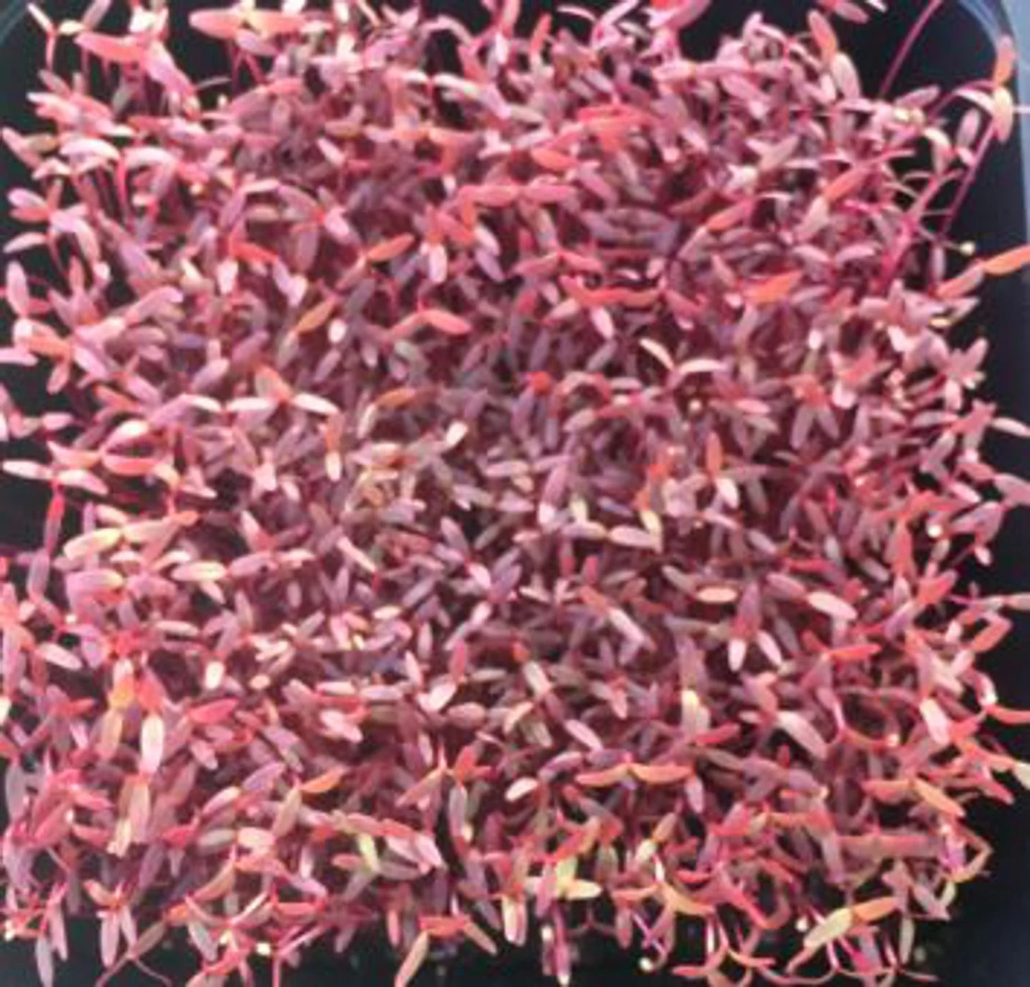 Garnet Amaranth-9.JPG