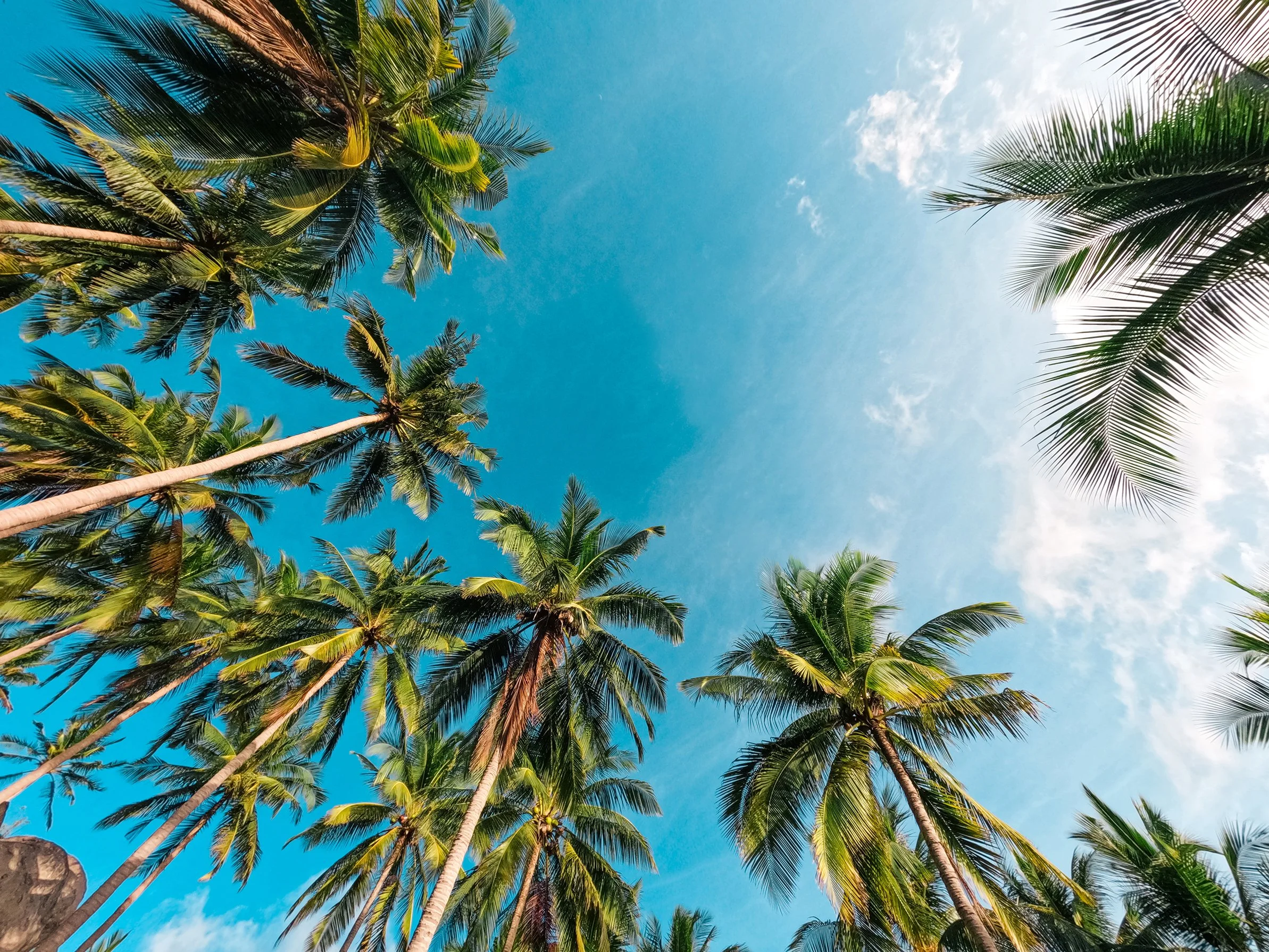 beaches-coconut-palms-tropical-island.jpg