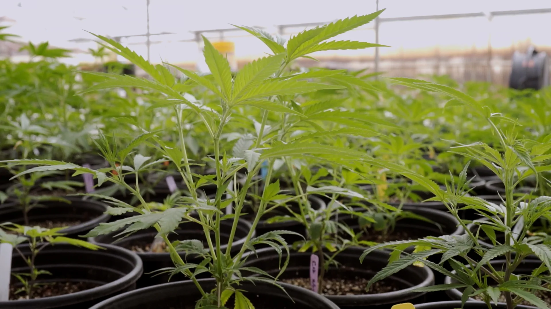 GoldenSeed-L-TheSoil-v05.00_01_12_19.Still019.jpg