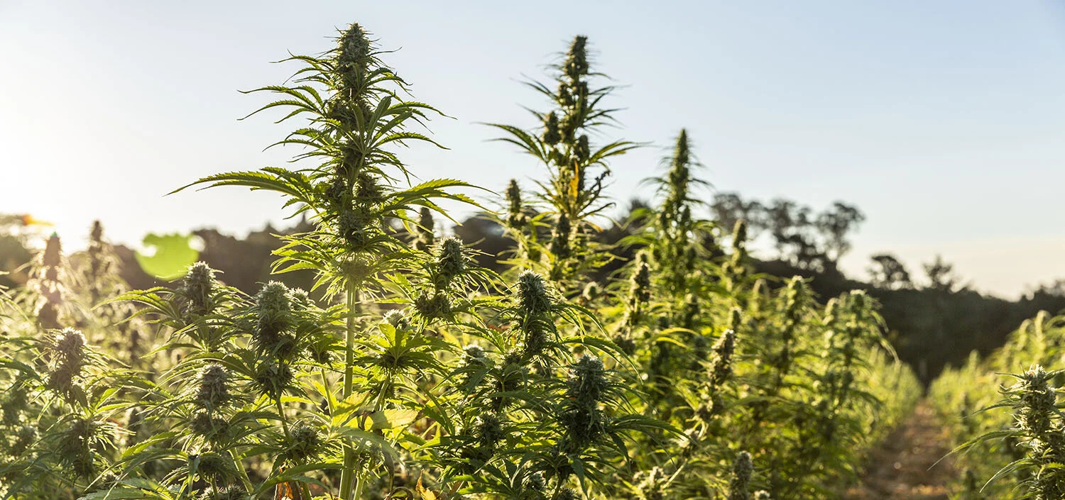 Hemp Field DD__0554.jpg