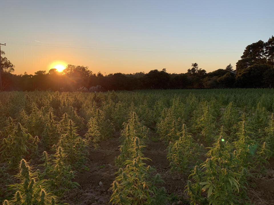FieldAtSunset.jpg