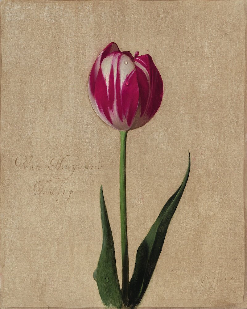 small+vh+tulip.jpeg