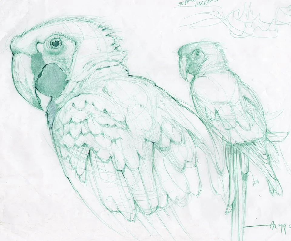 Organic Sketching Workshop with Chris Maggio