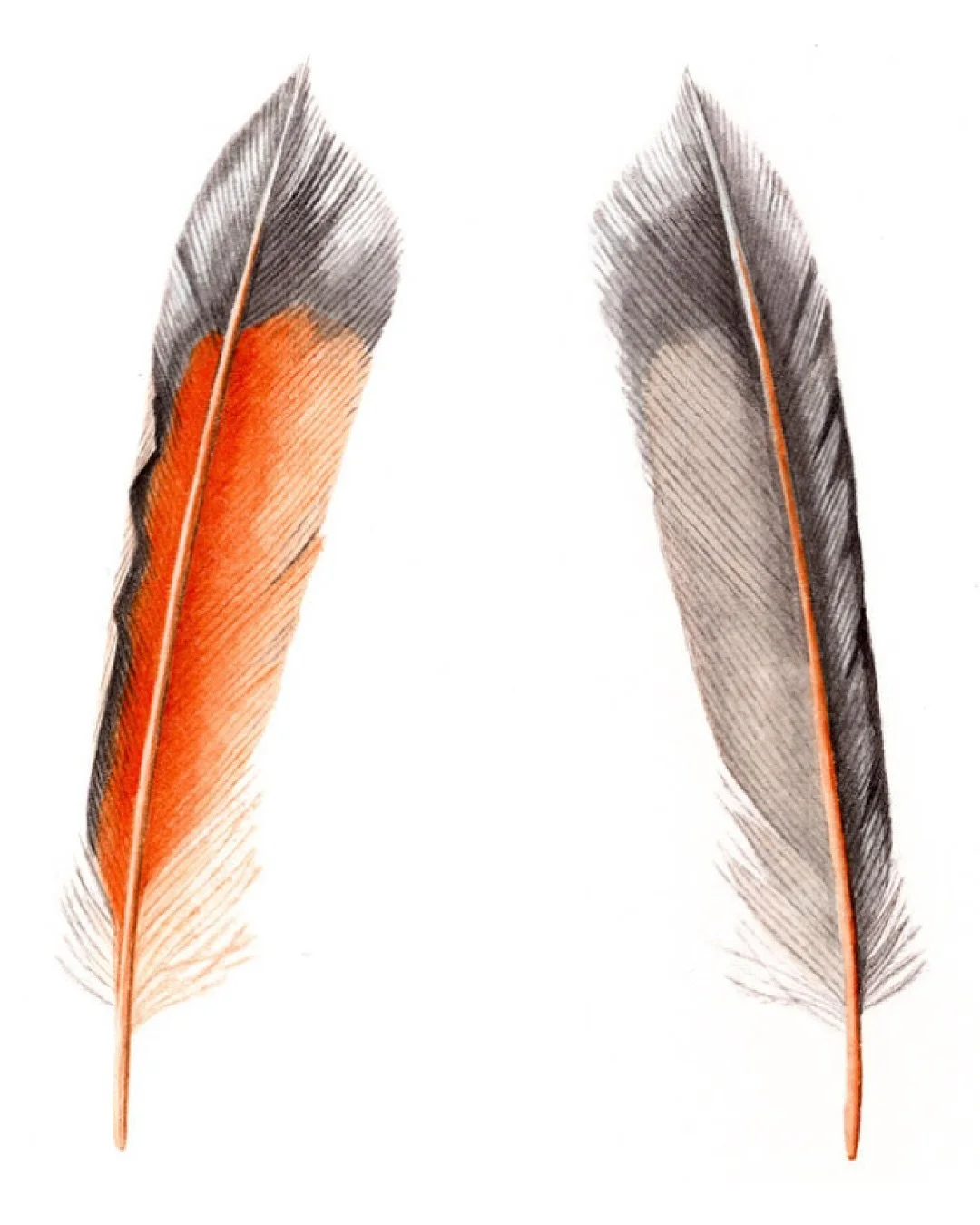 We&rsquo;re back with another workshop partnering with @tracyaviaryofficial, this time all about the art and science of feathers! You&rsquo;ll study and observe a collection of feathers up close, exploring their unique structure and pigments. Then it