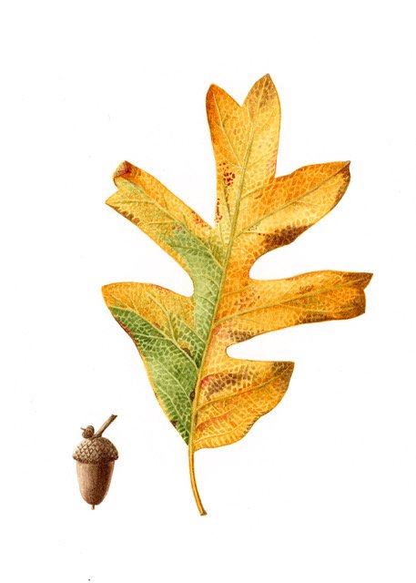 Botanical Art for Beginners with Rose Torres