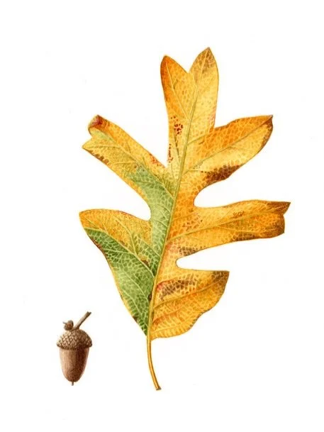 Botanical art is part scientific illustration, part expression of wonder at the beauty and complexity of plants.

Want to paint your own?

Rose Torres, a painter and member of the American Society of Botanical Artists, is coming to the studio on Augu
