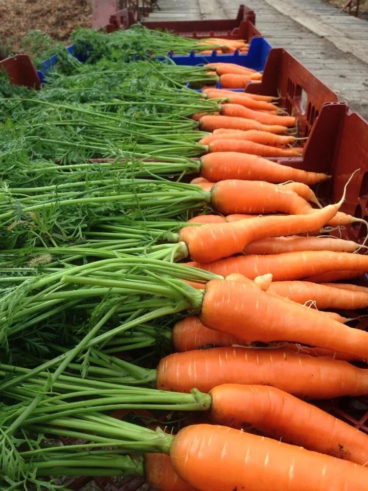 Estate_Farm Veggies_carrots.jpeg