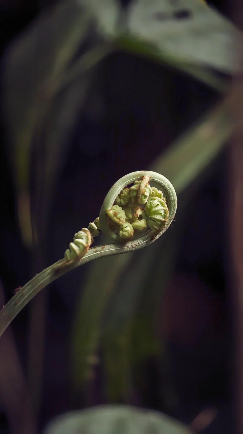 planta_05.jpg