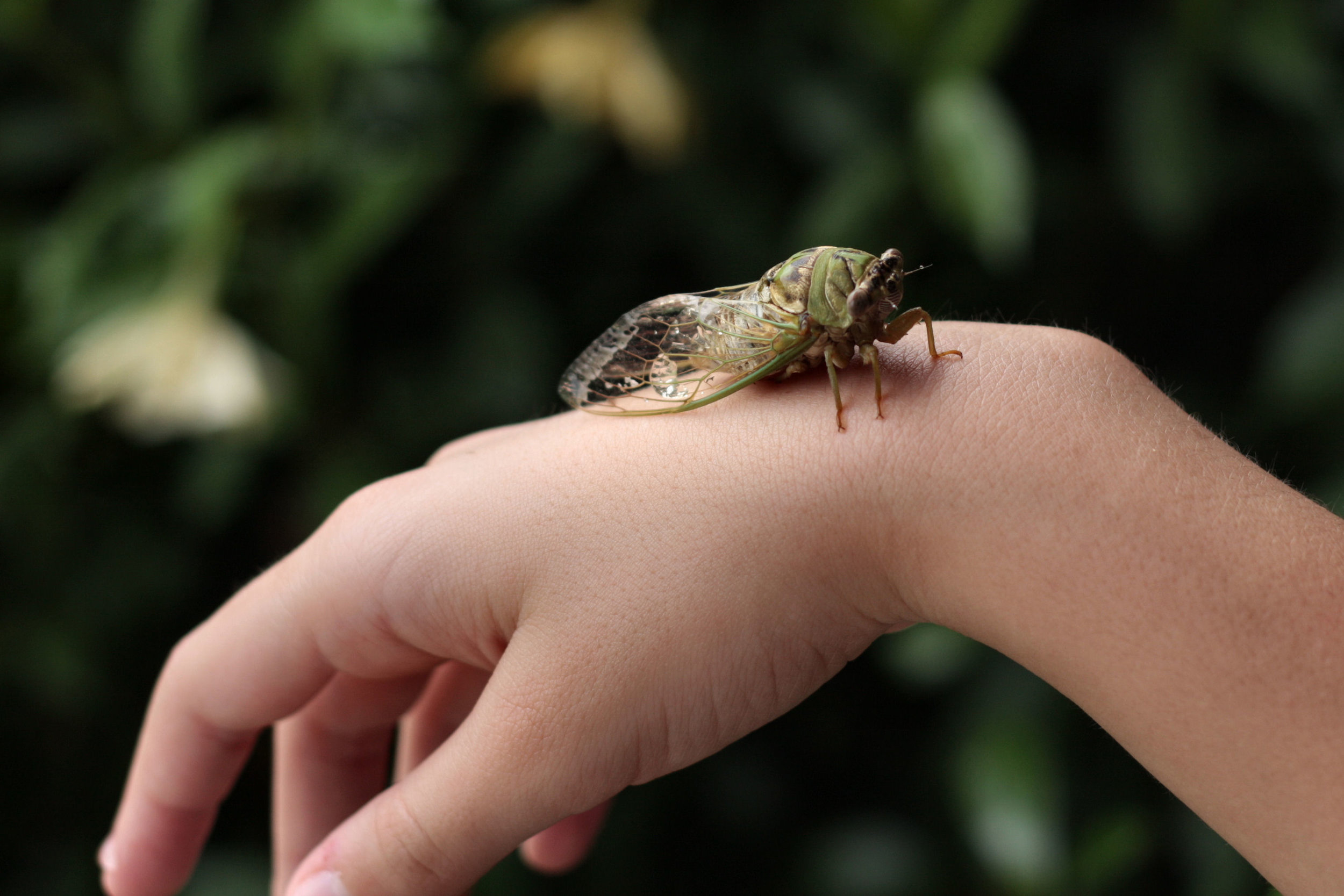 Puddle-Rescued Cicada