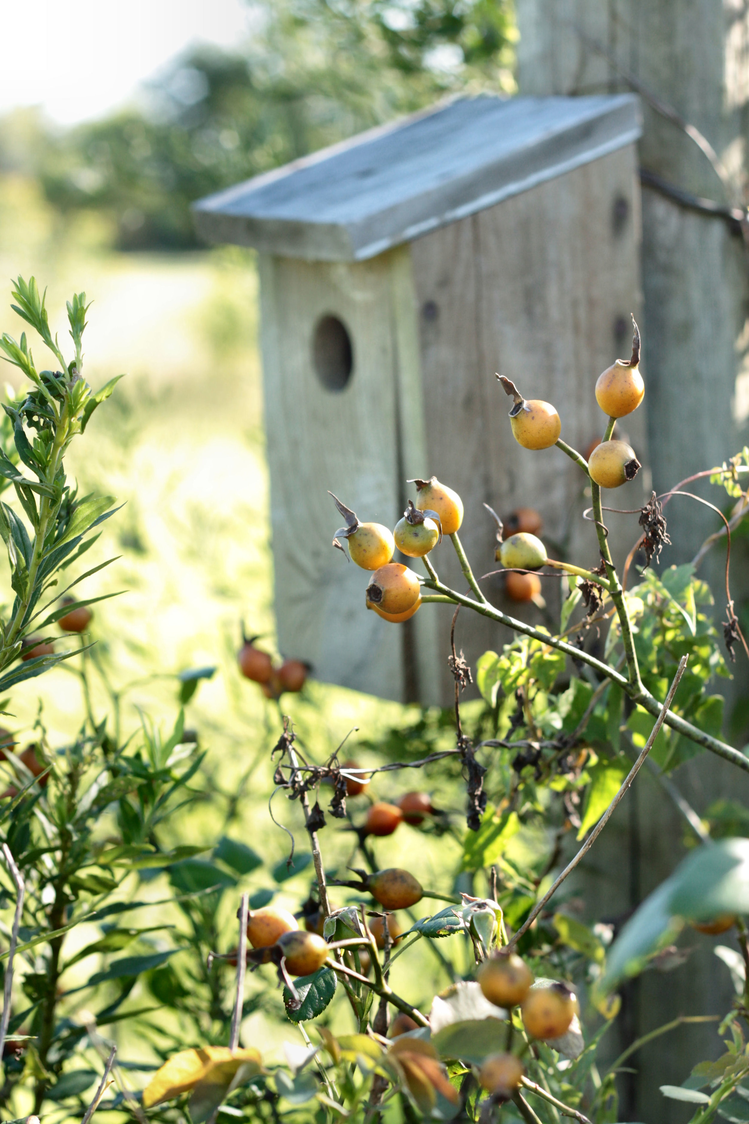 Rose Hips