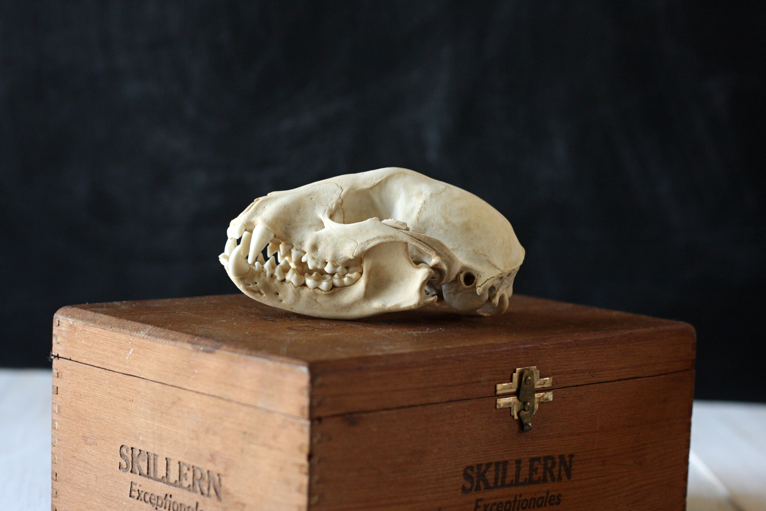 Raccoon Skull