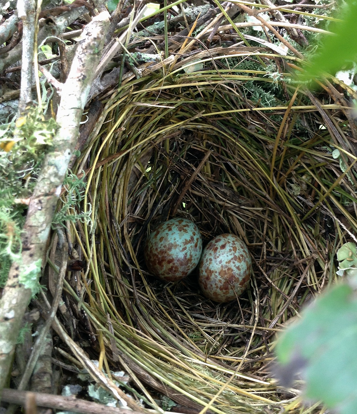 Mockingbird Nest