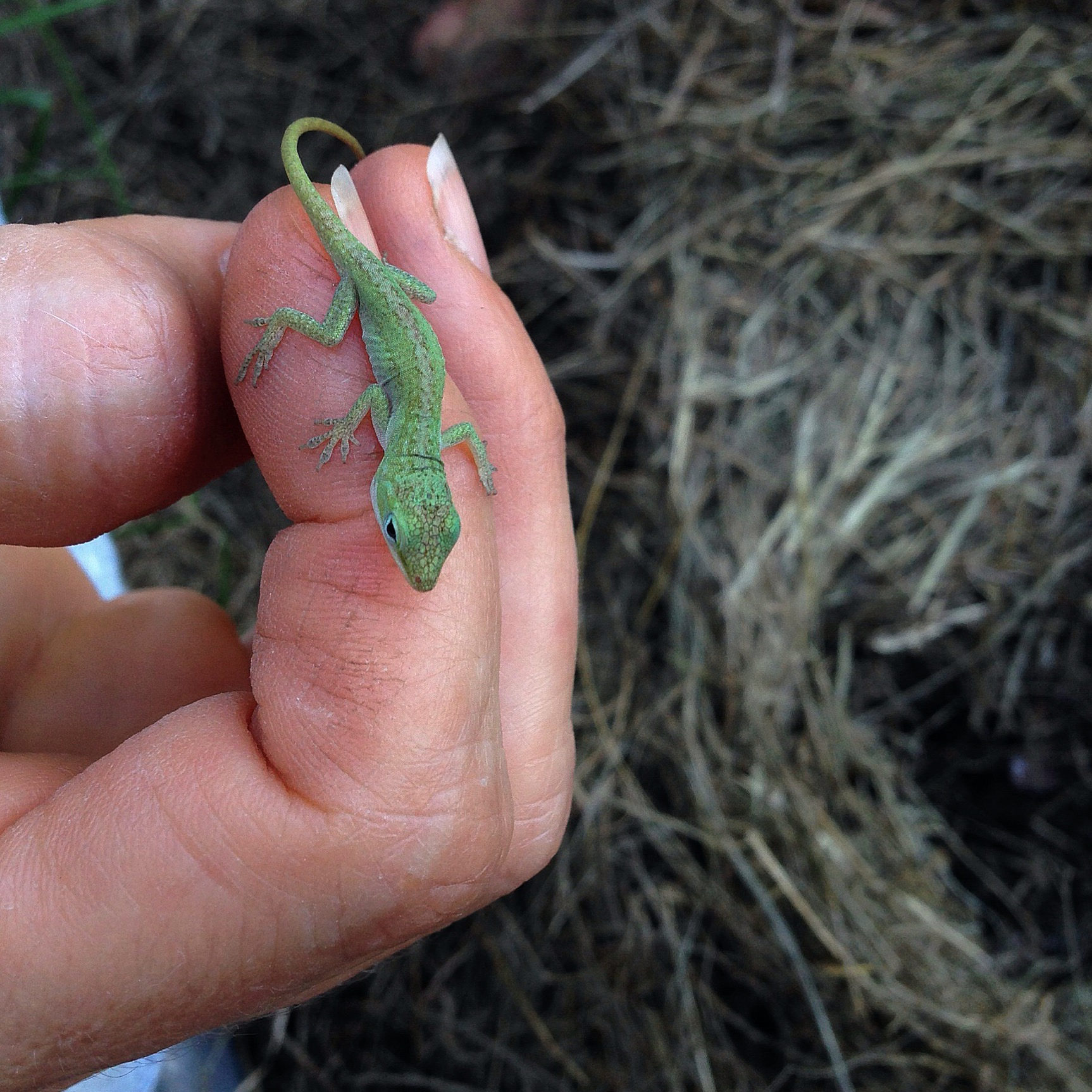 Baby Green Anole