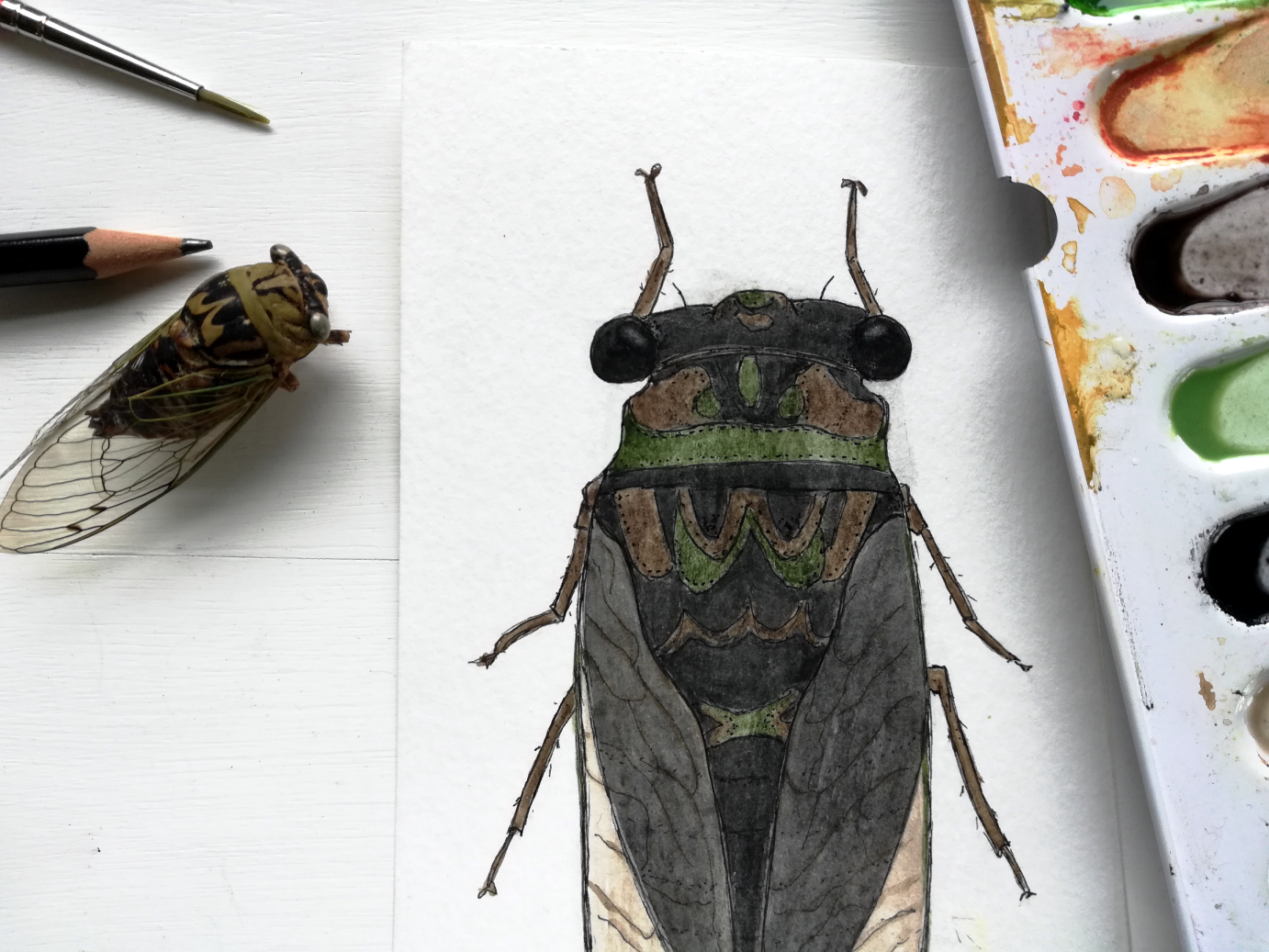 Cicada