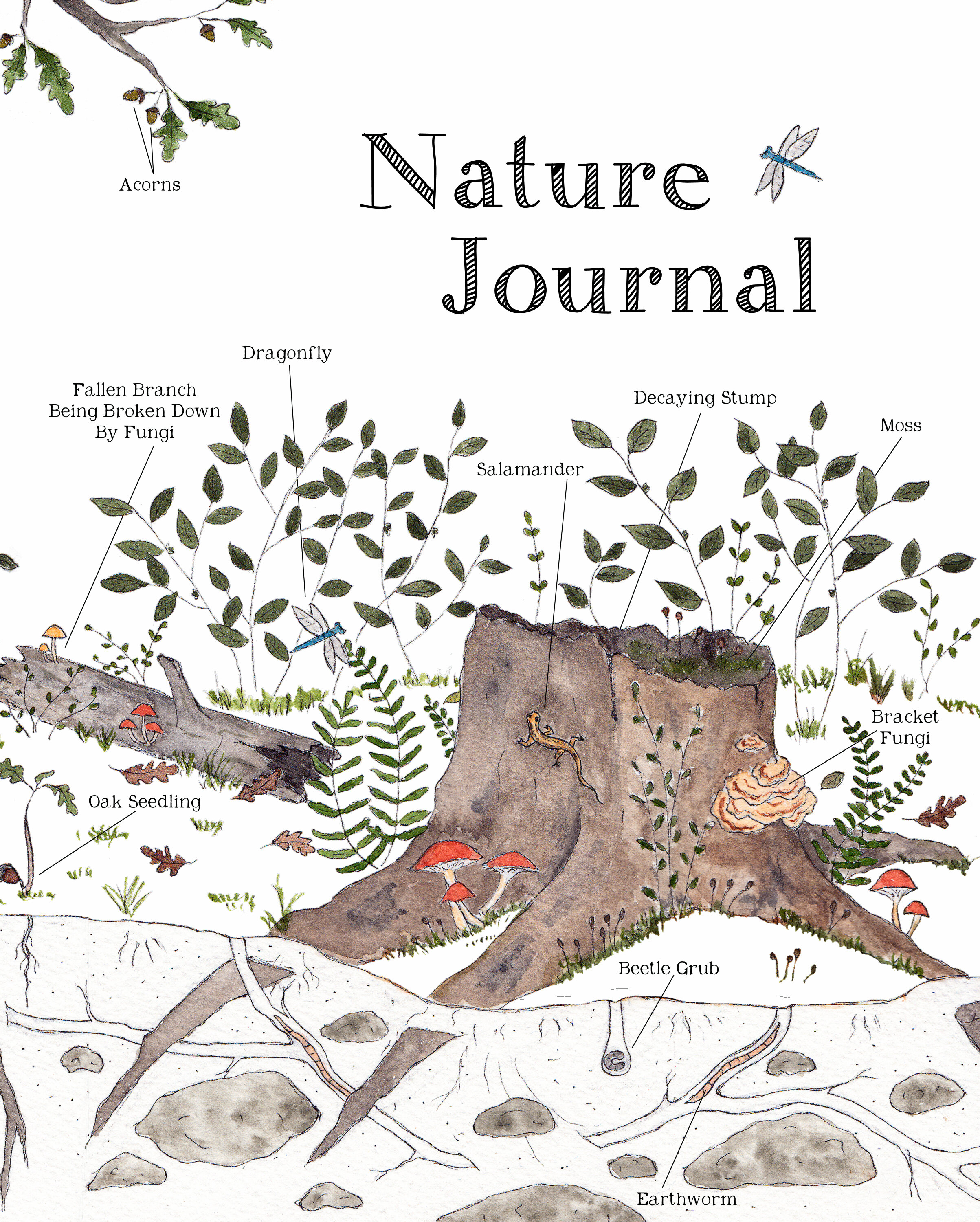 Nature Journal - Old Oak Cover Art