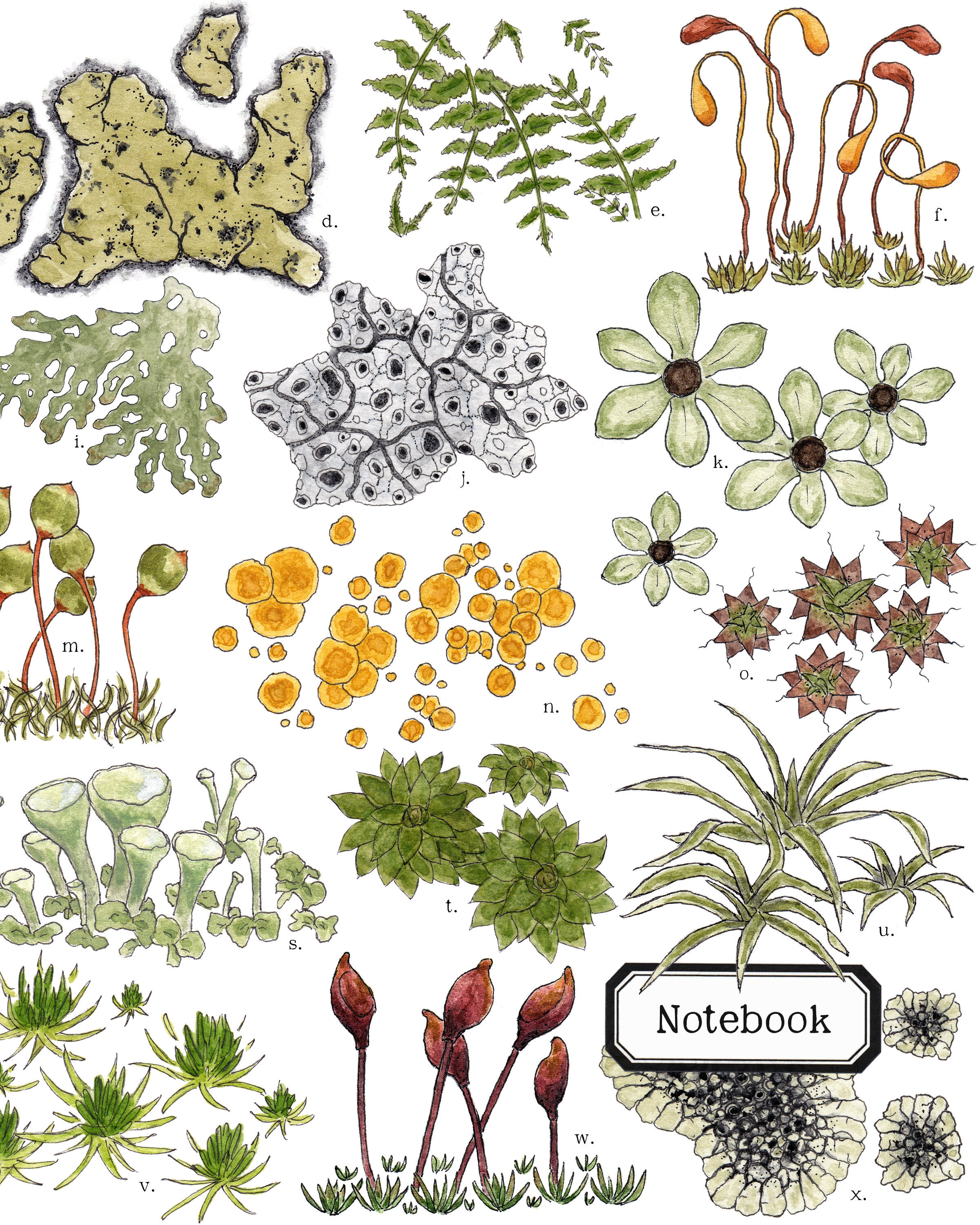 A Wide Ruled Notebook with Lichens & Mosses