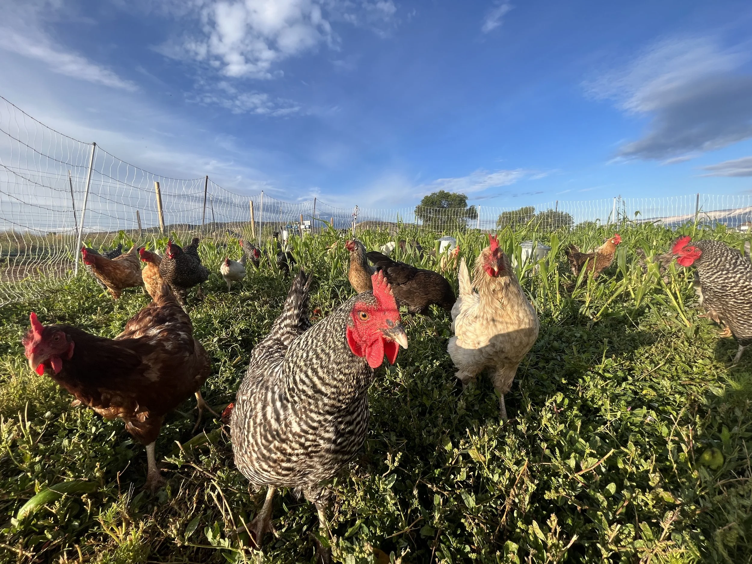 Meet The Team | Highwater Farm