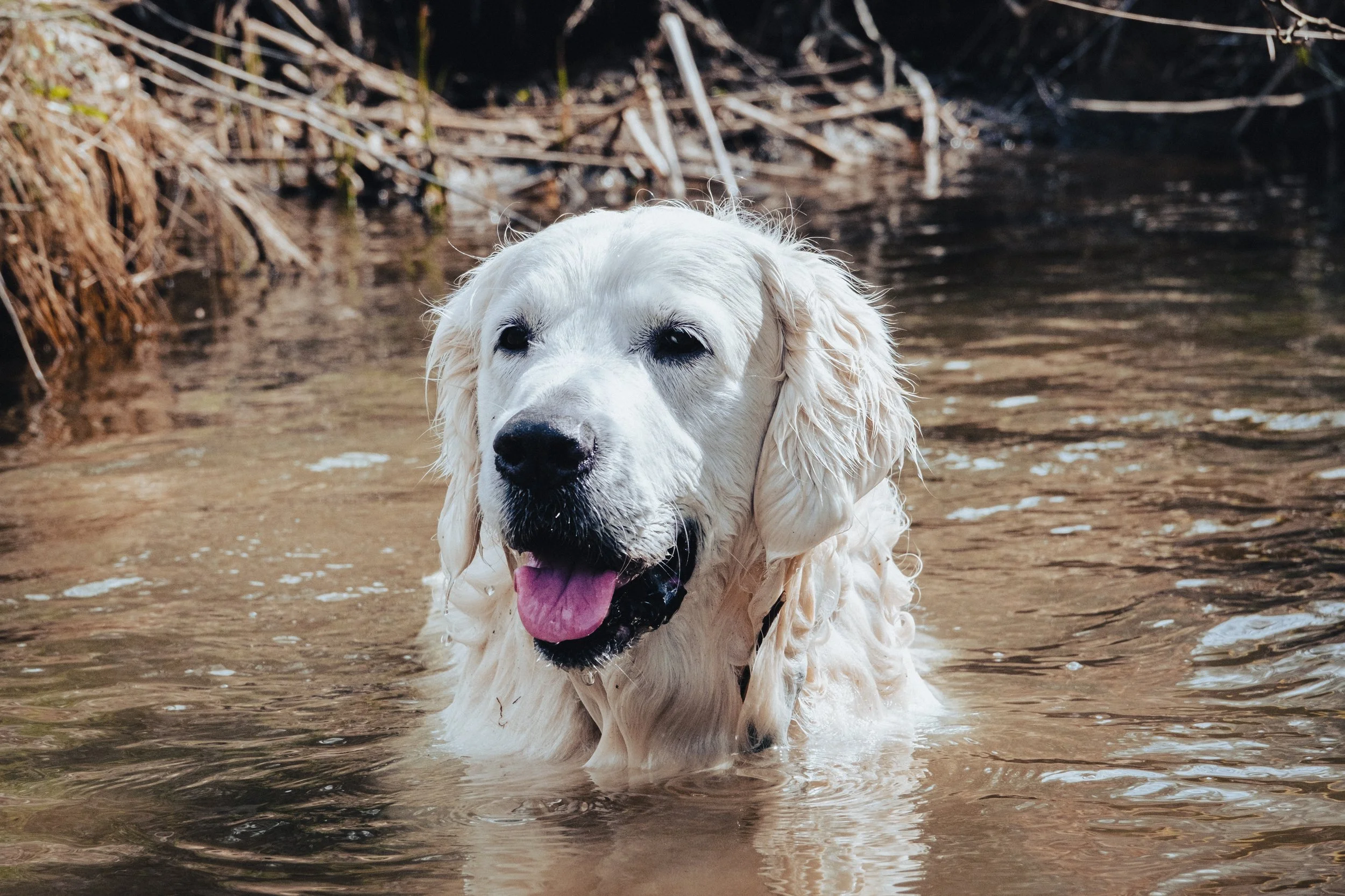 DSCF8330-4.jpg