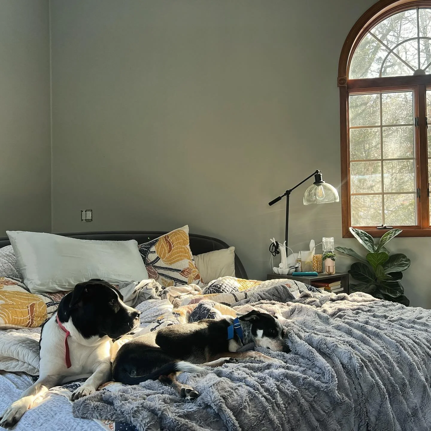 Snuggly Saturday views 💛