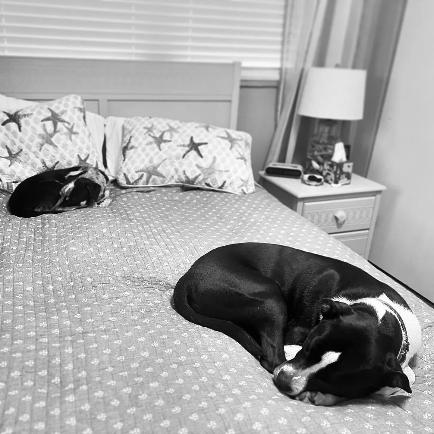 Beach puppy beans 🖤
