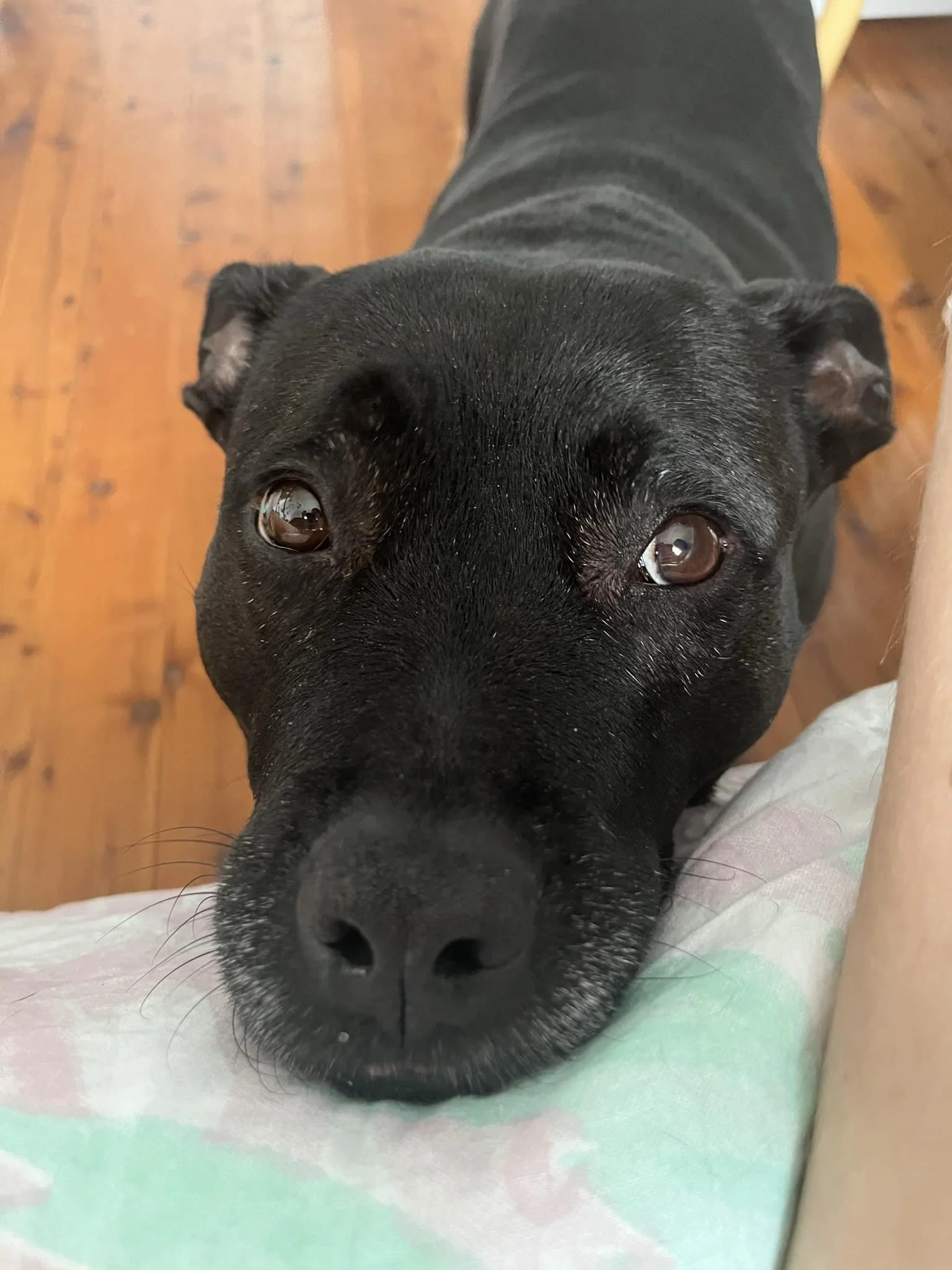 Bansky thinks he&rsquo;s coming to the gig tomorrow&hellip;..shhhh&hellip;.only cool cats allowed peeps!

5pm , tomorrow The Gasoline Pony, seeya all there ! 😃🌸