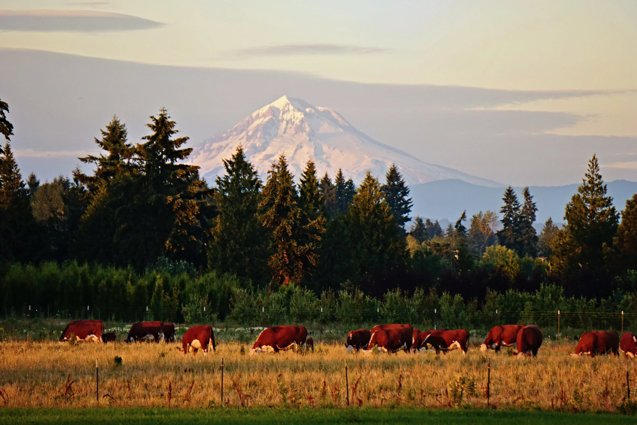 Postlewait's Mount Hood.jpg