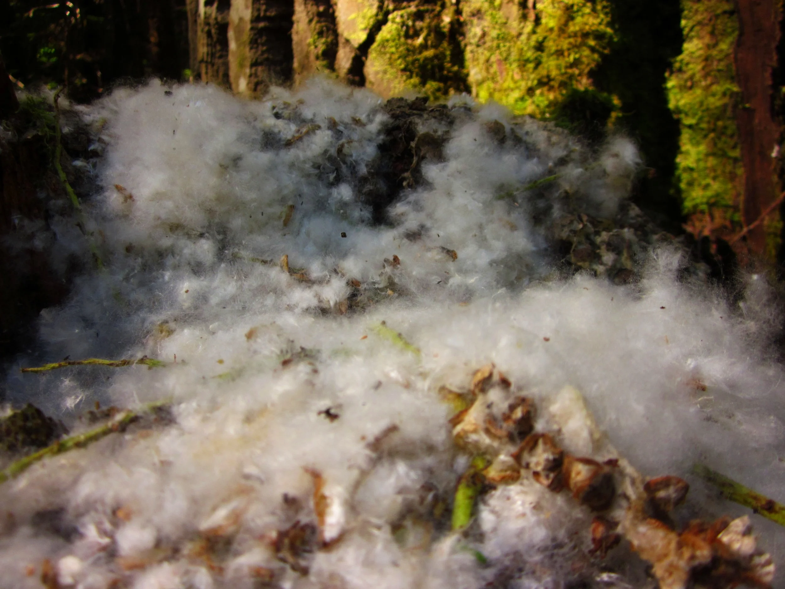 cottonwood.jpg