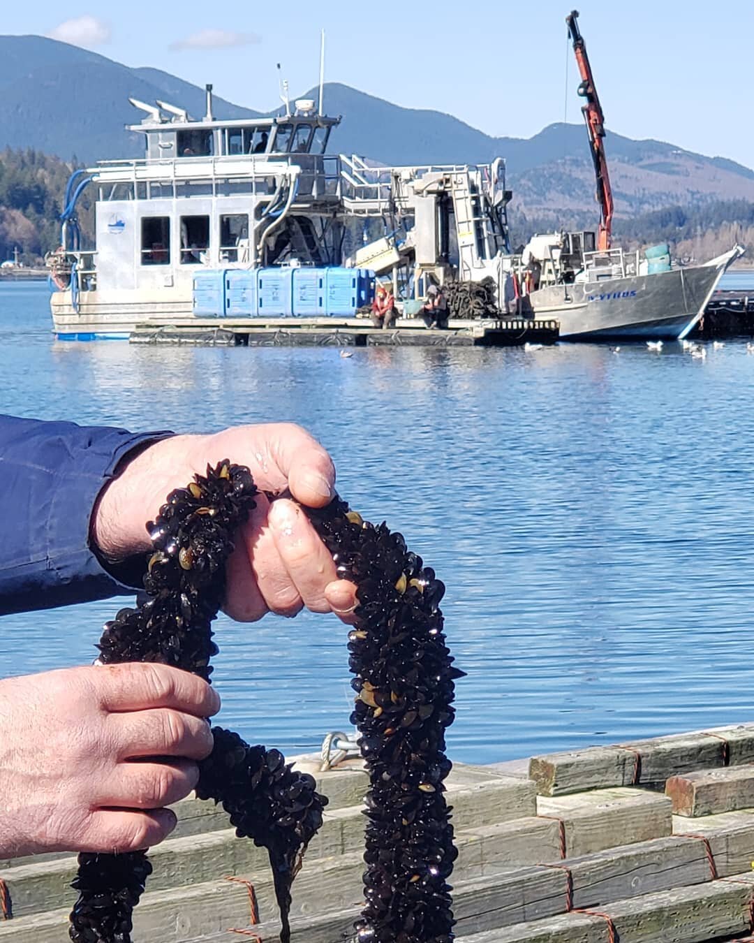 Penn Cove Shellfish