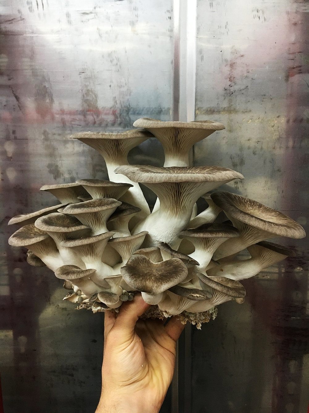 Holy Shiitake! Fungi Farm