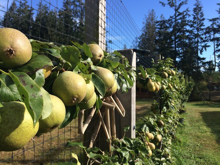 Alpenfire Cider