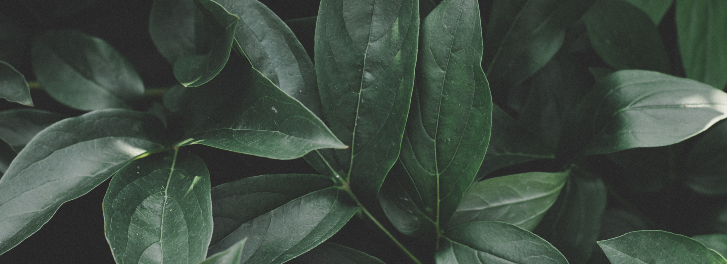 green plant.png