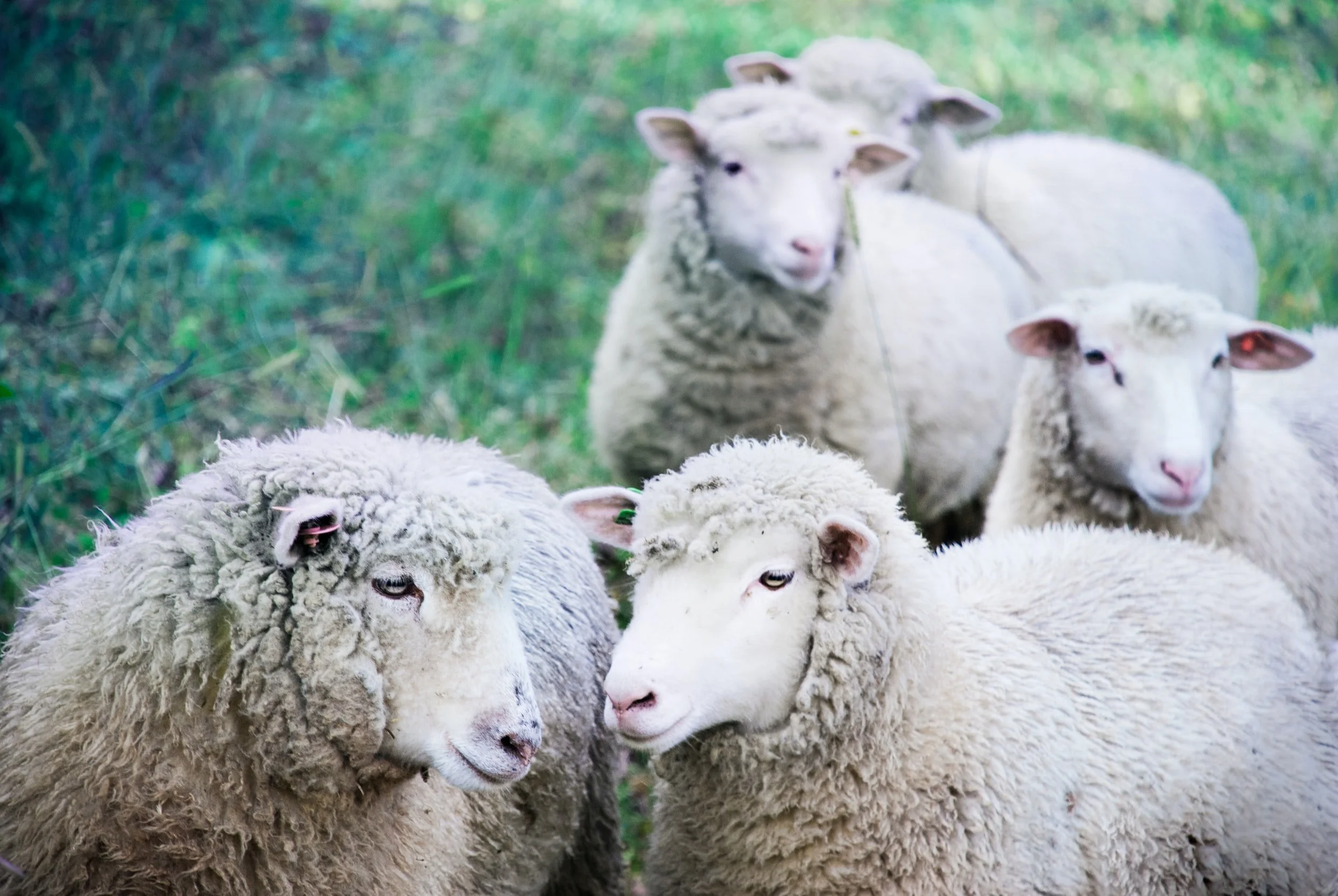 The Fred Dagg Sheep Choir — a festive laugh from JANZ