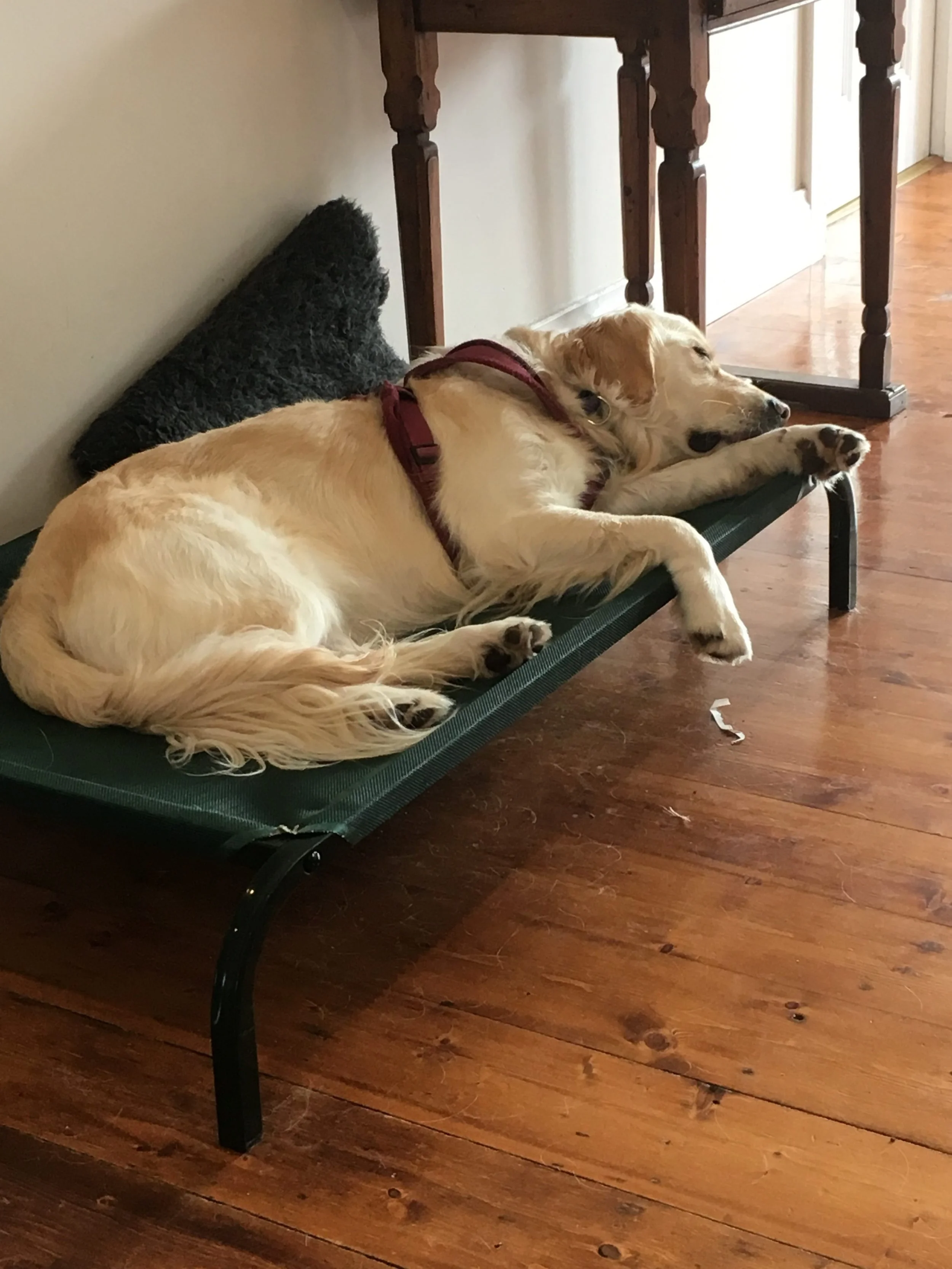  Does your dog go crazy when you get its lead out?