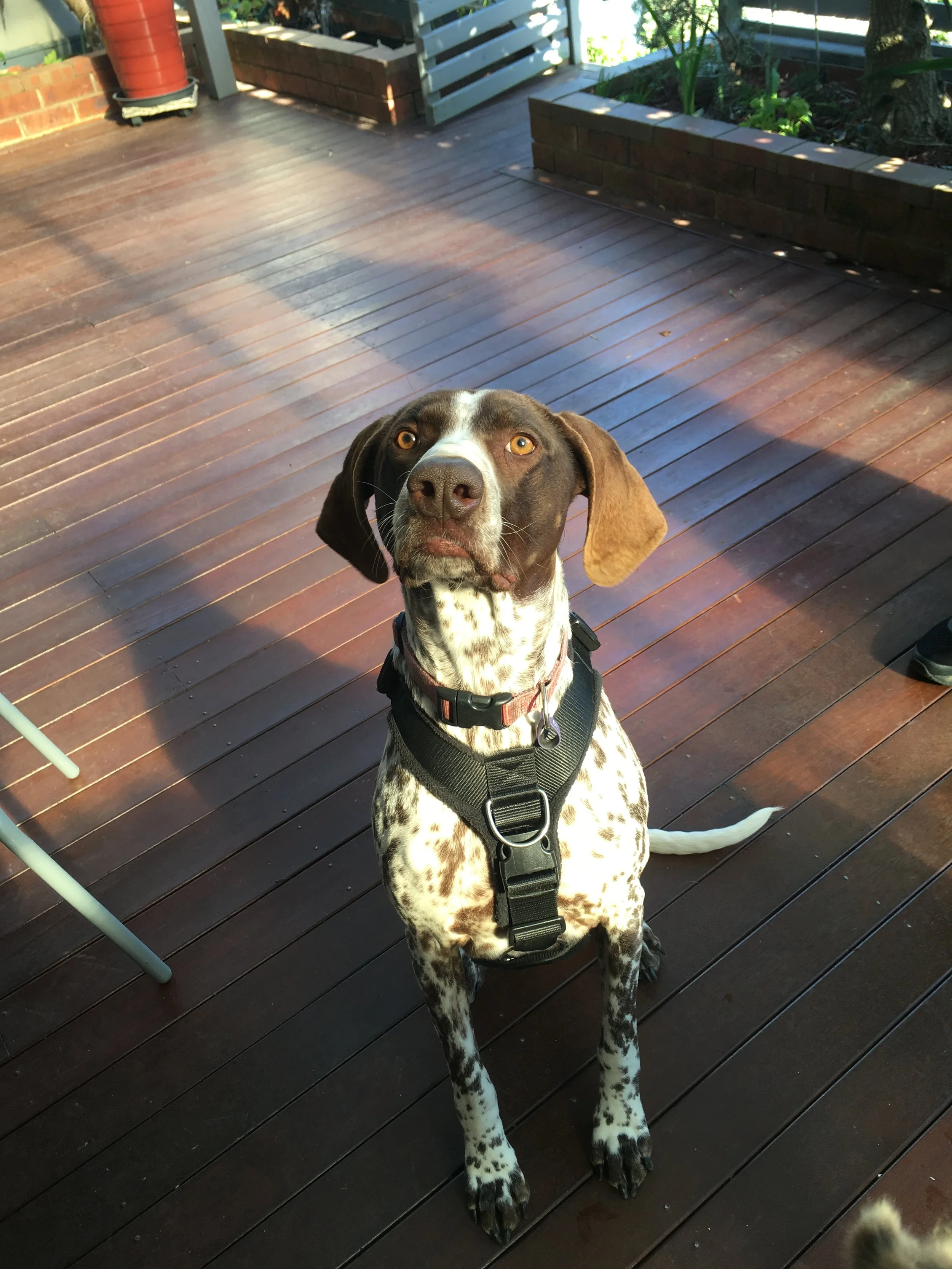 Billi learns to walk nicely on a lead