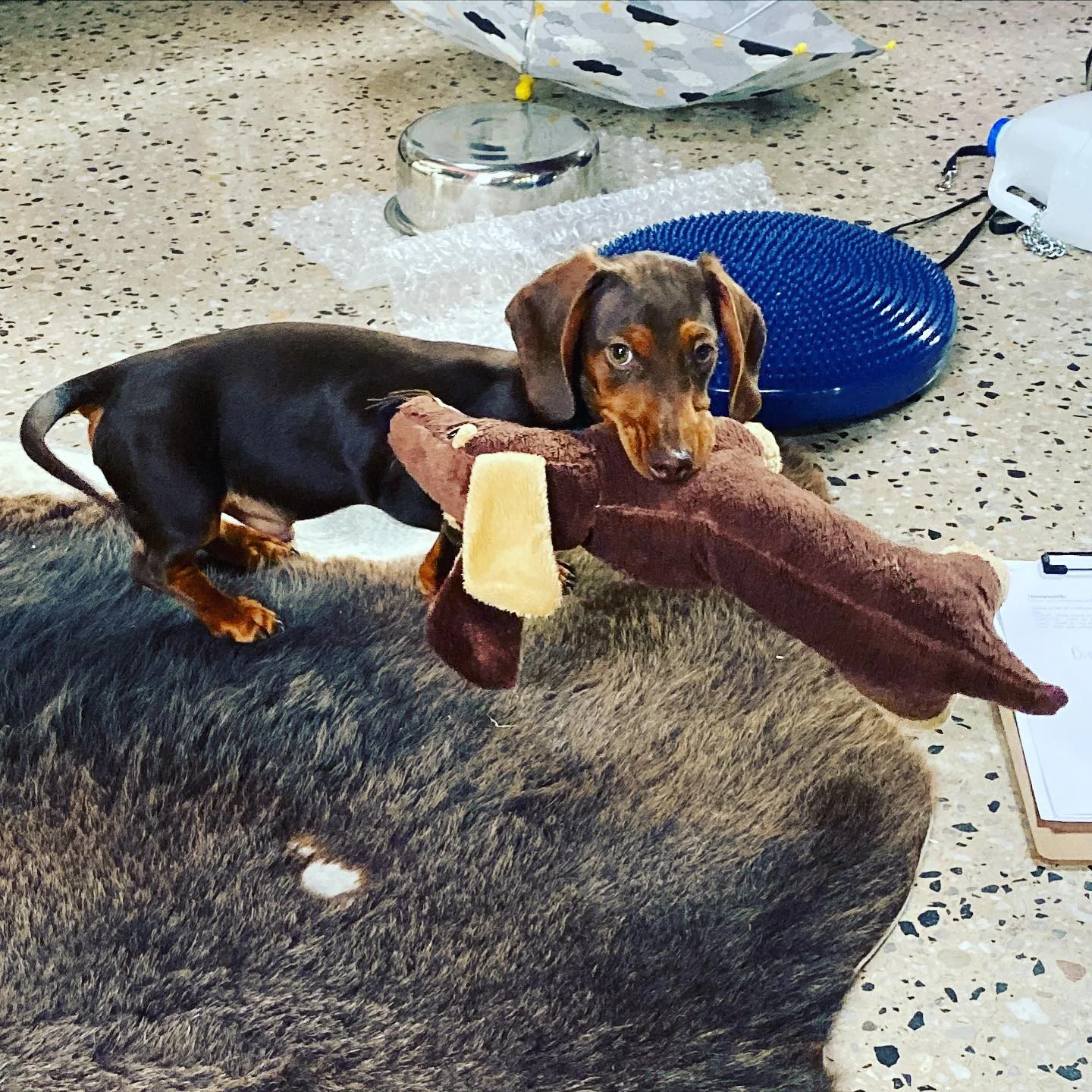 Brucey learns some puppy basics