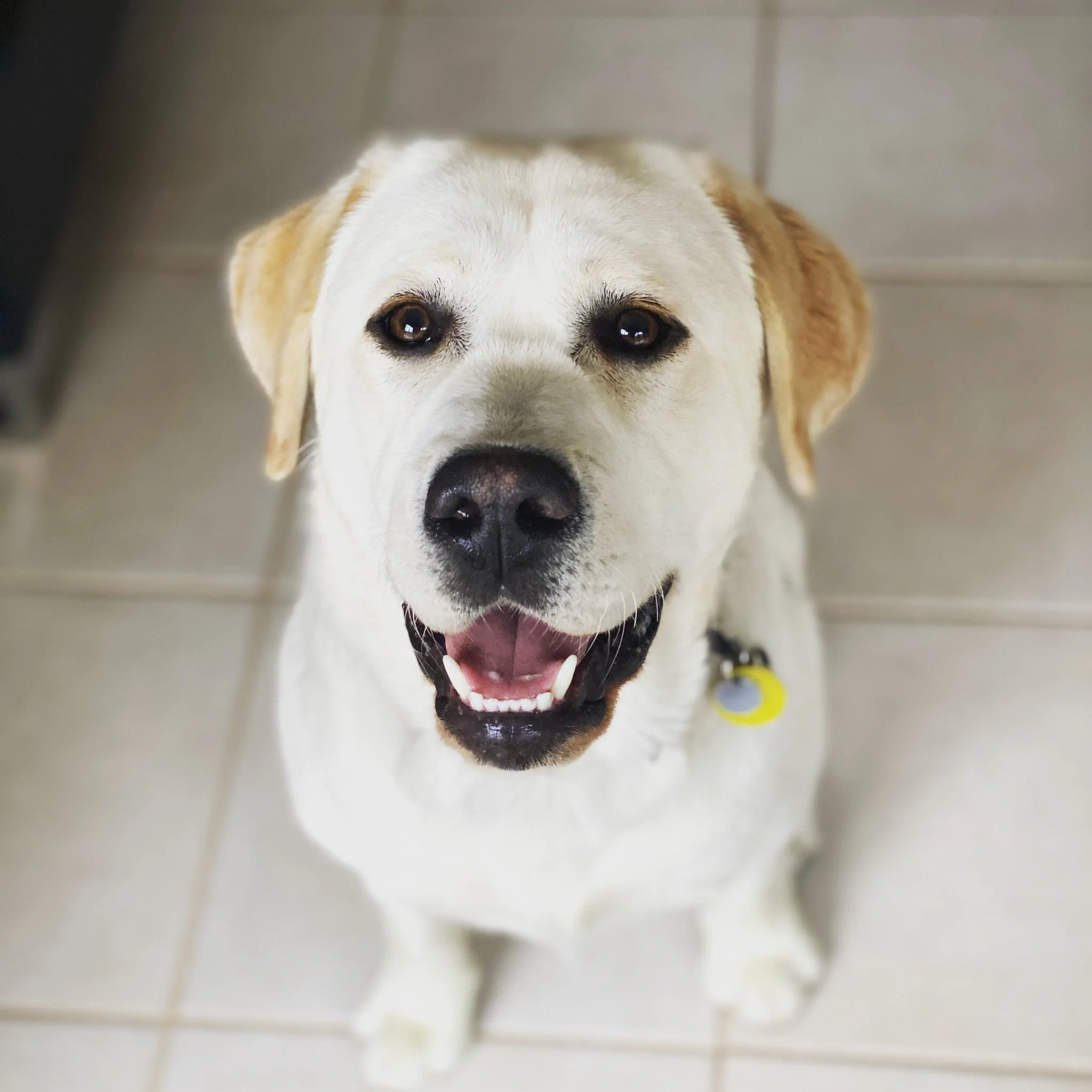 Photogenic Kodak was a star pupil