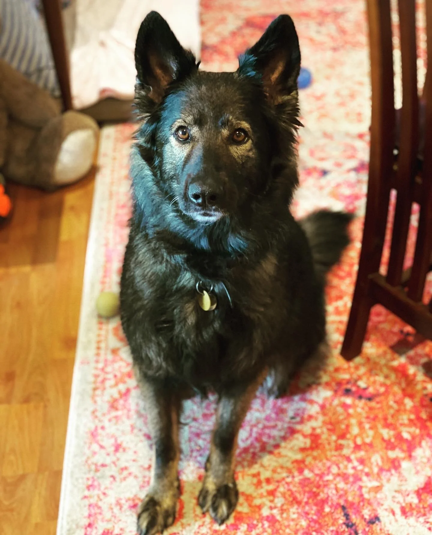 Incredible Iggy is a super sweet pup