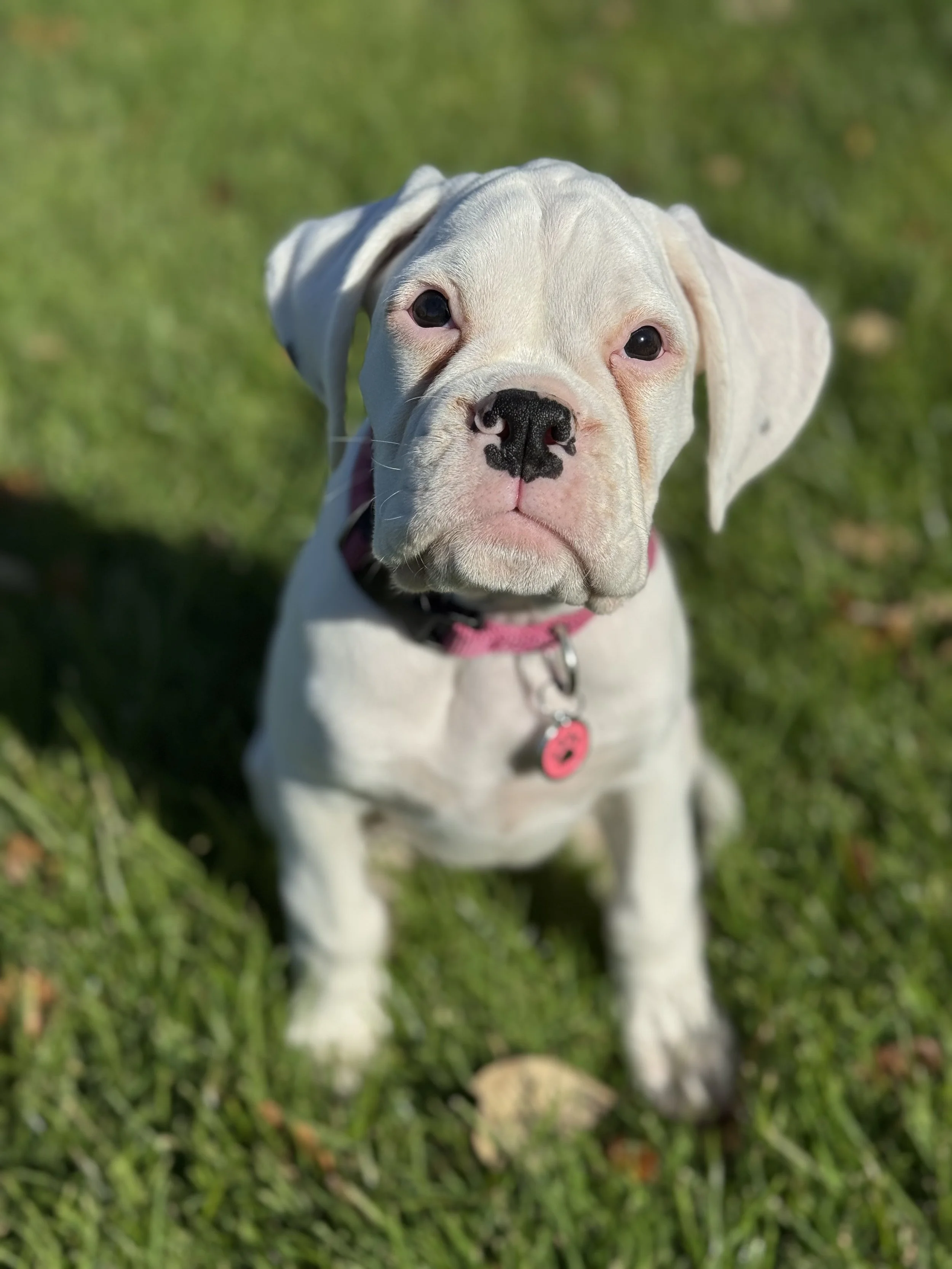 Flo's Journey to Calmness in Kyneton