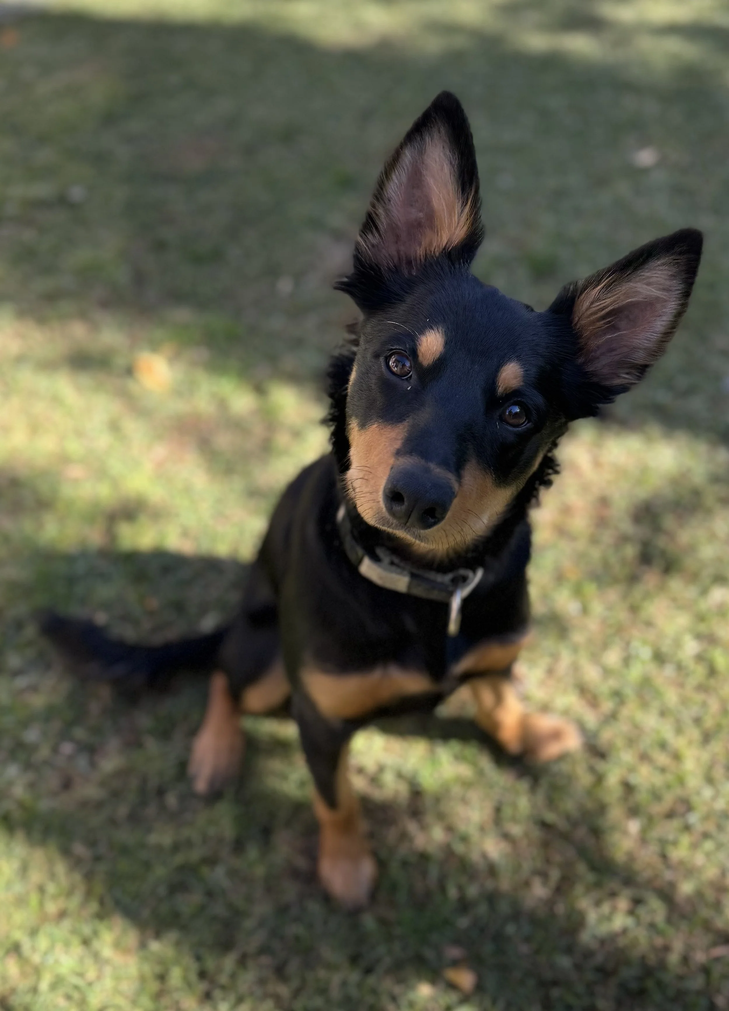Roxy the kelpie