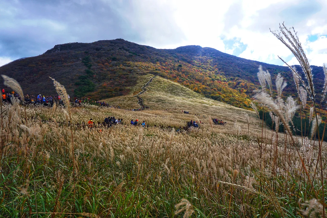 Silver grass for days! Looking towards Sinbulsan direction. - Fall 2017