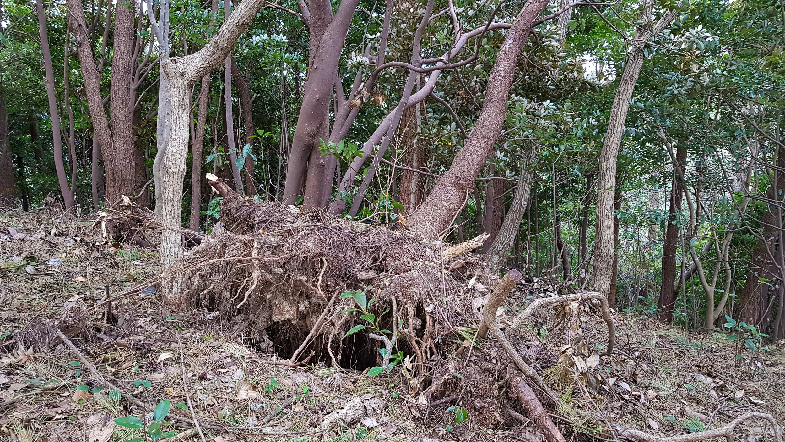 Lots of uprooted trees along the trail.