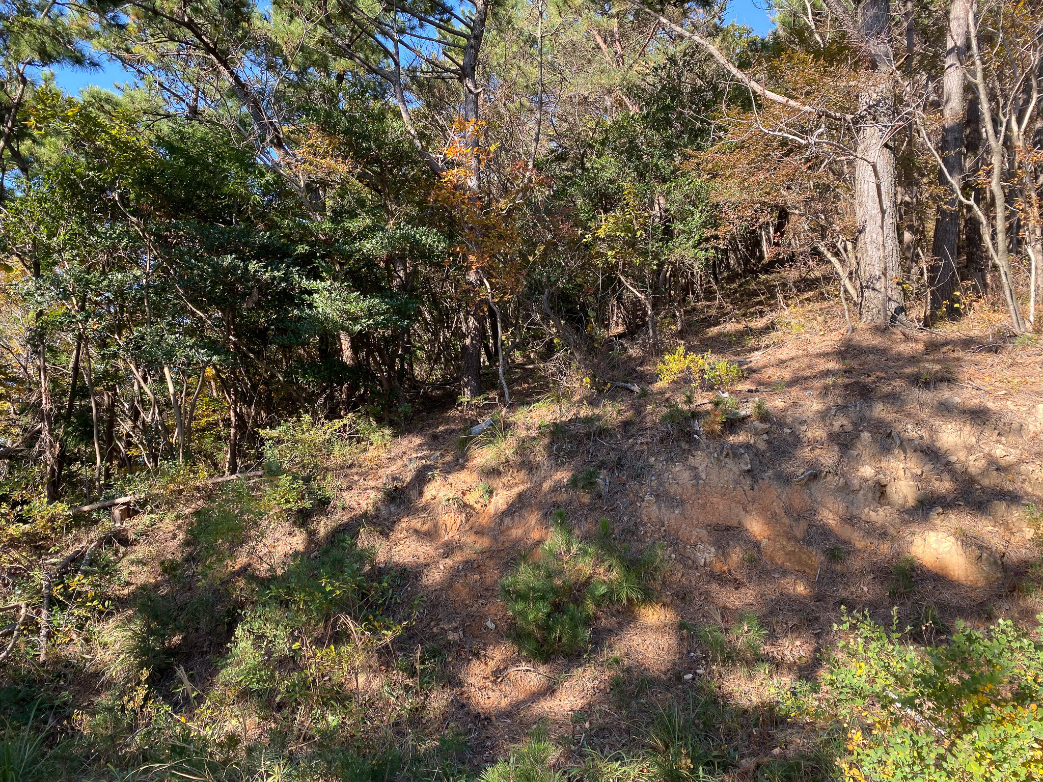 That’s the “trail” going into the woods.