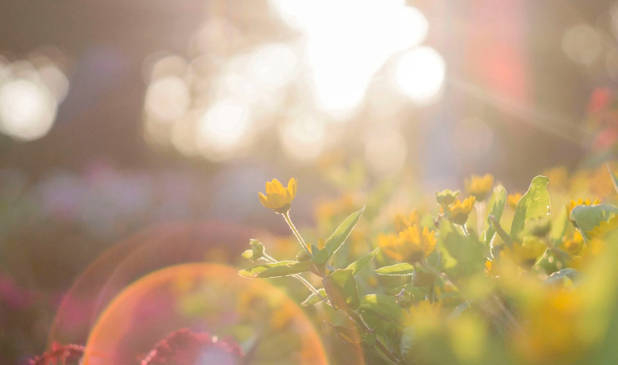 sun-and-flowers.jpeg
