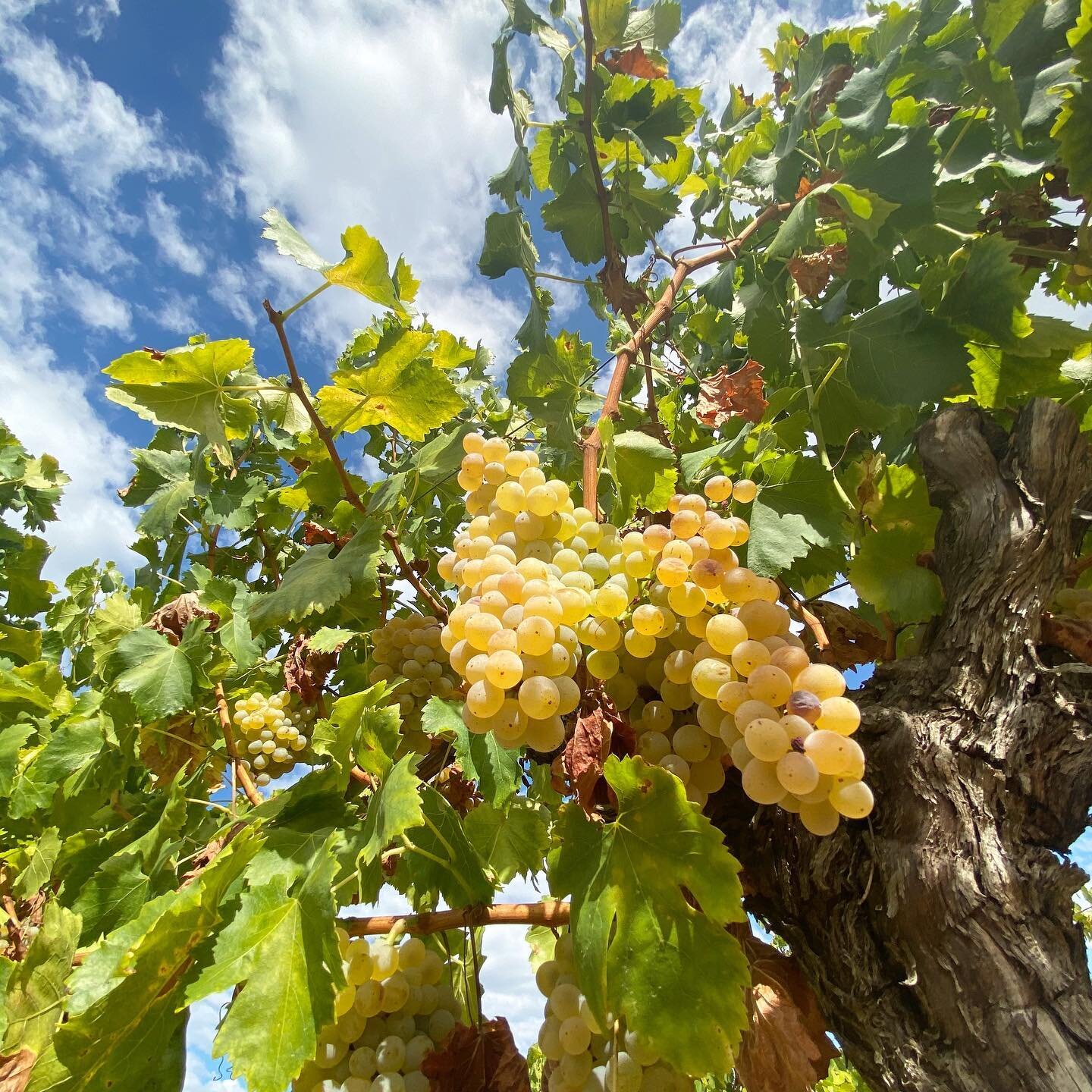 Aujourd&rsquo;hui nous finissons les vendanges de blancs par les Grenache blanc de notre Parcelle de Bosc Negre.

#nofilter #nofilterneeded #sansfiltre #ch&acirc;teaupuechhaut #vendanges #vendanges2020 #boscnegre #vendangesdeblanc #puechhaut #raisinb