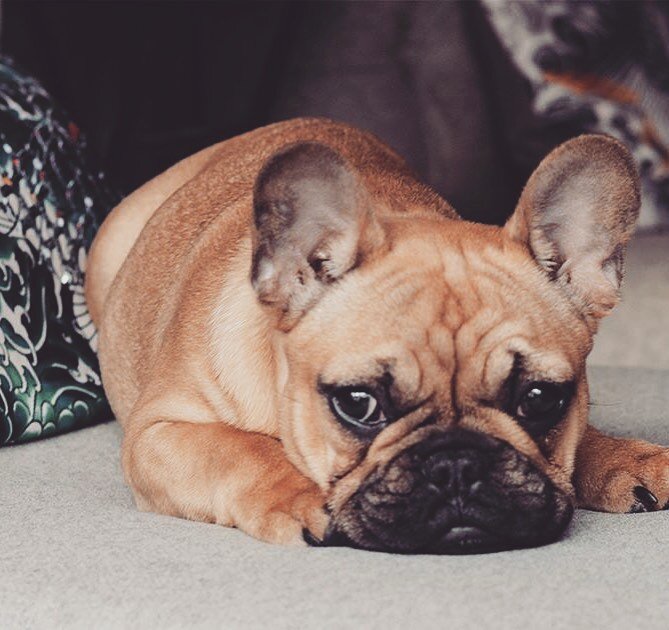Is it bank holiday weekend yet???
 
What are you going to do with your extra day off? Whatever you do, we hope you have fun! 💜
.
.
.
#dogsofinstagram #frenchbulldog #frenchies #frenchiesofinstagram #puppylove #salondog #mfxfactor #maximumfxbristol #