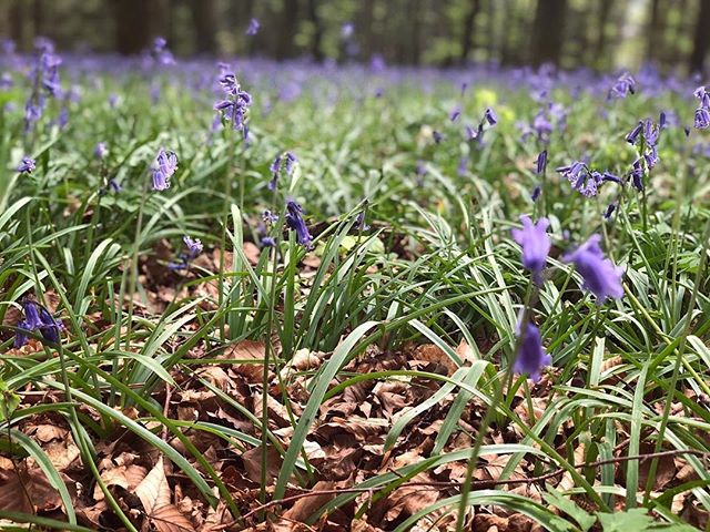 How beautiful is the weather today? ☀️🌱 These are just some of the beautiful bluebells in the local area!

We are very lucky that Greyhound Barn is surrounded by some much wonderful nature.

Our 2019 and 2020 dates are booking up fast! Please contac