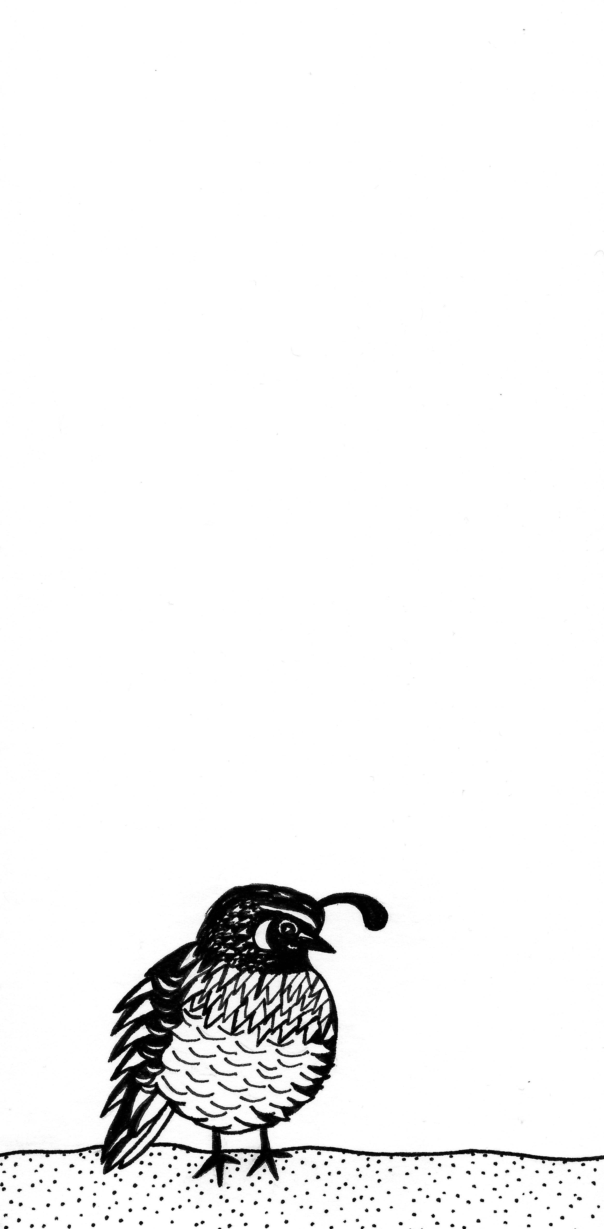 Codornis