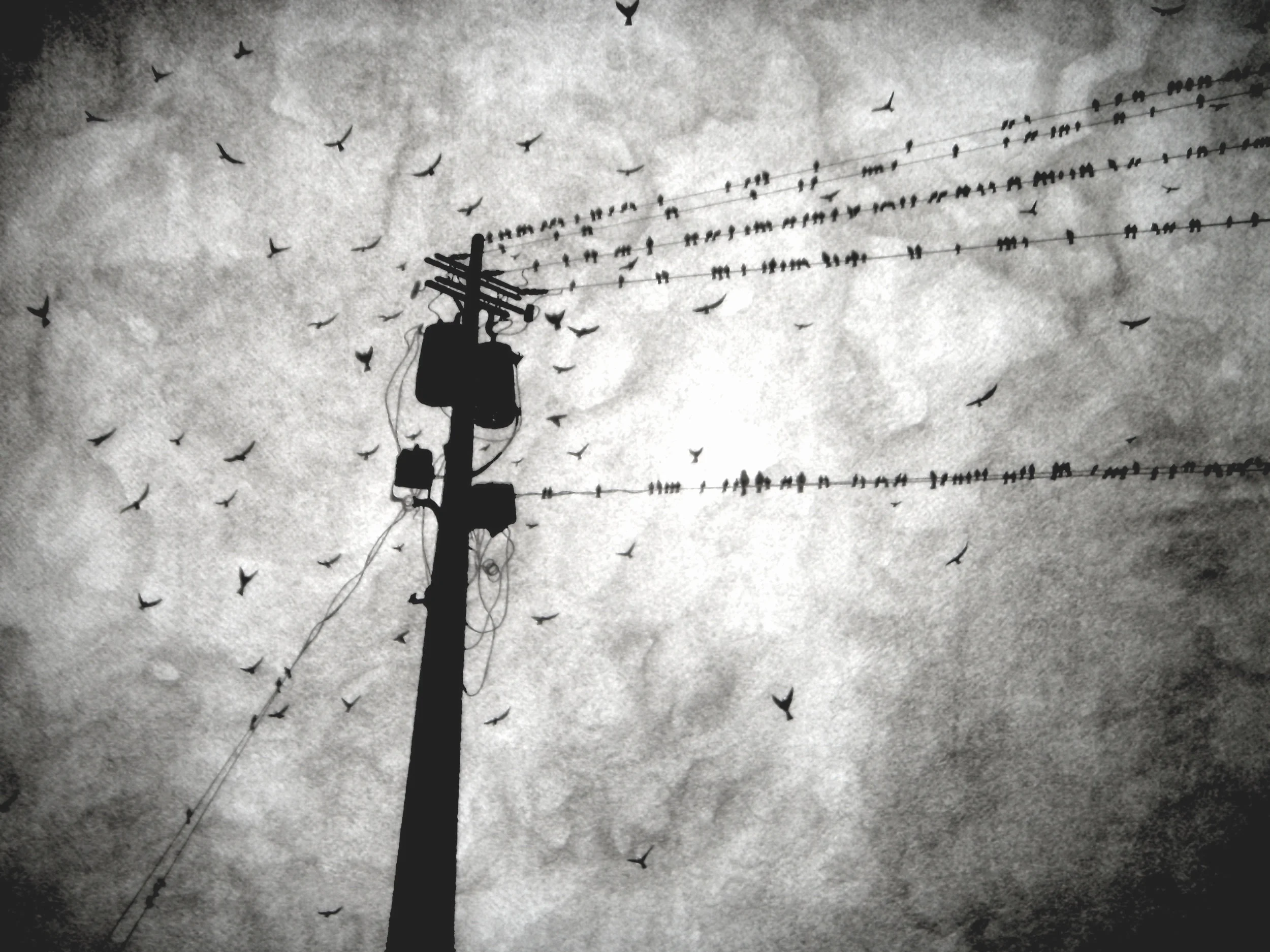 Birds on a Wire Grey